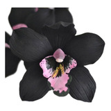 Orquidea Negra Cymbidium Kiwi Midnight Muda