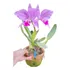 Orquídea Para Colecionadores Warnerii Tipo Boa Forma 