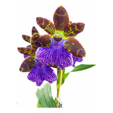Orquidea Perfumada Zygopetalum Especie