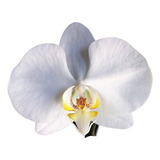 Orquidea Phalaenopsis Branca Pre