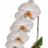 Orquidea Phalaenopsis Cascata Alba