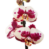 Orquidea Phalaenopsis Dalmata Planta