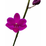 Orquidea Phalaenopsis Dorotis Adulta
