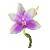 Orquidea Phalaenopsis Especie Belina