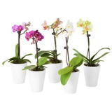 Orquidea Phalaenopsis Lindas Varias Cores Promocao