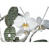 Orquidea Phalaenopsis Philippinensis Especie