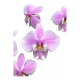 Orquidea Phalaenopsis Schilleriana Muda