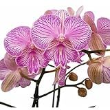 Jardins