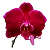 Orquidea Phalaenopsis Vermelha Pre