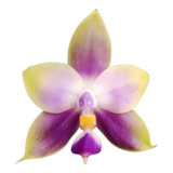 Orquidea Phalaenopsis Violacea Muda