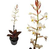 Orquídea Pipoca Ludisia Discolor Planta Adulta Natural Exótica Decoração Rara