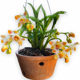 Orquídea Rara Exótica Chysis Liminghei Colecionador