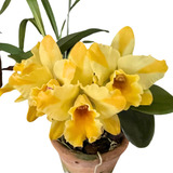 Orquidea Rhyncattleanthe Nell Hammer