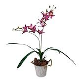 Orquidea Rosa Artificial Premium