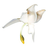 Orquidea Stanhopea Candida