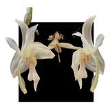 Orquidea Stanhopea Grandiflora