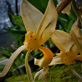 Orquidea Stanhopea Jenischia  Adulta