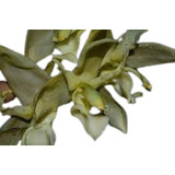 Orquidea Stanhopea Lietzei