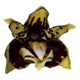 Orquídea Stanhopea Tigrina