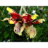 Orquidea Stanhopea Tigrina