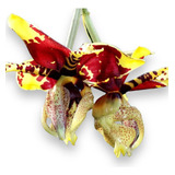 Orquídea Stanhopea Tigrina Uma Muda Adulta