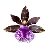 Orquídea Zygopetallum Adulta muda Sem Flor 