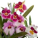 Orquídeas Adultas Raras Miltonia Colômbianas O Amor Perfeito Flor Adulta Exótica Rara