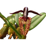 Orquideas Bulbophyllum Breviscarpum 