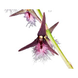 Orquideas Bulbophyllum Saltatorium 