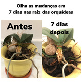 Orquideas Kit 12 Adubo