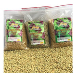 Osmocote Adubo 14 14 14 Rosa Do Deserto Bonsai Cactos 100g