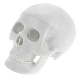 OUNONA Mini Modelo De Crânio Humano Ornamento De Crânio Anatômico Decoração De Crânio De Halloween Mini Enfeites De Cabeça De Esqueleto Humano Para Decoração De Educação Médica