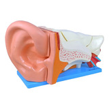 Ouvido Orelha Ampliado Em 6 Partes Modelo Anatômico Anatomic