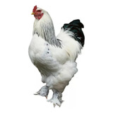 Raça