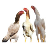 Campeões