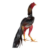 Campeões