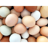 Ovos Caipira Organico