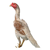 Ovos Comprovados Galos Barrigueiros Índio Costeiros