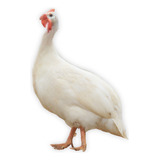 Ovos De Angolista Branca