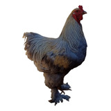 Ovos De Brahma Isabella 14 Ovos raça Pura 