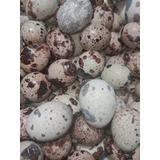 Ovos