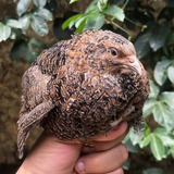 Ovos