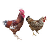 Ovos De Galinha Balão Gigante De Capoeira