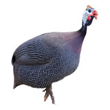 Ovos De Galinha Da Angola Francesa Gigante Galados 6unid 