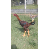 Ovos De Galinhas Gigantes Osasco Sorocaba