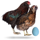 Ovos De Galinhas Kolloncas