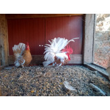 Ovos De Garnize Nagazakis varias Coloracoes
