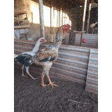 Ovos De Índio Gigante Galo Bola Cor Carijo 