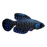 Ovos De Peixe Ornamental Killifish Para Aquário De Agua Doce