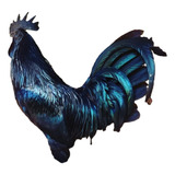 Ovos Férteis Ayam Cemani Legítimo   Aves Exóticas  12 Ovos 